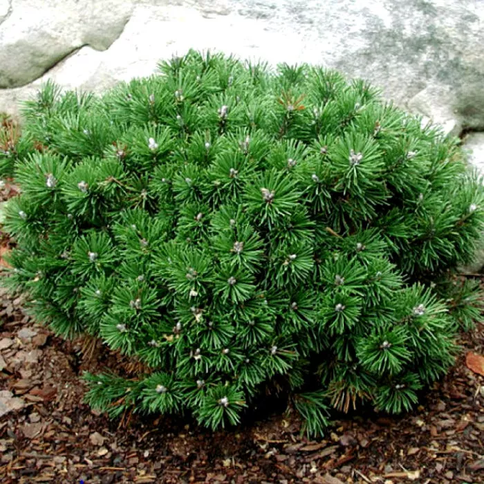 Сосна горная Шервуд Компакт v5 20-25 