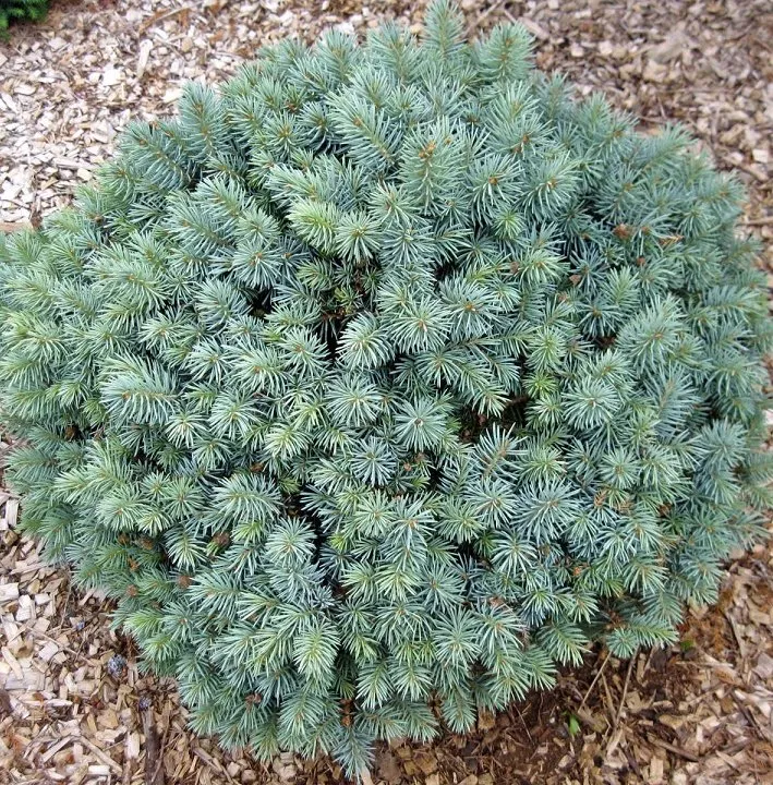 Ель сизая Блю Стар v 7,5 40-50 