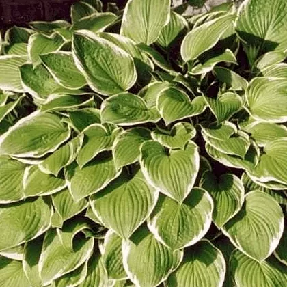 Хоста Фроузен Маргината v2 Tim 