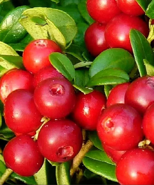 ОсновноеИзображение