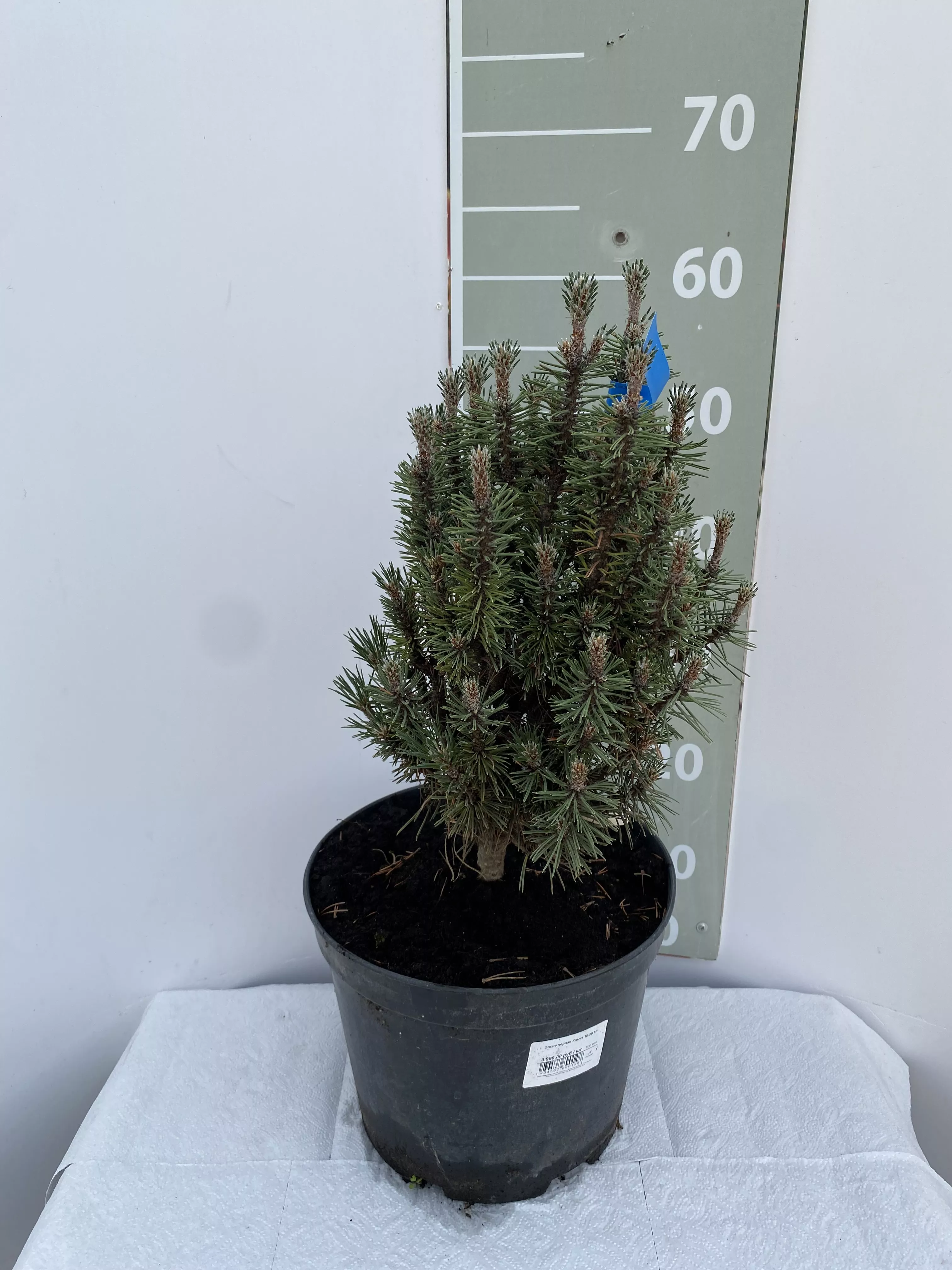 Сосна черная Комет v25 Lav 