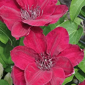 Клематис Зося v2 Cl 