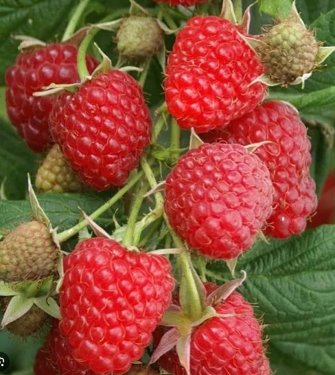 Малина ремонтантная Аврора с2-с3 Nik 