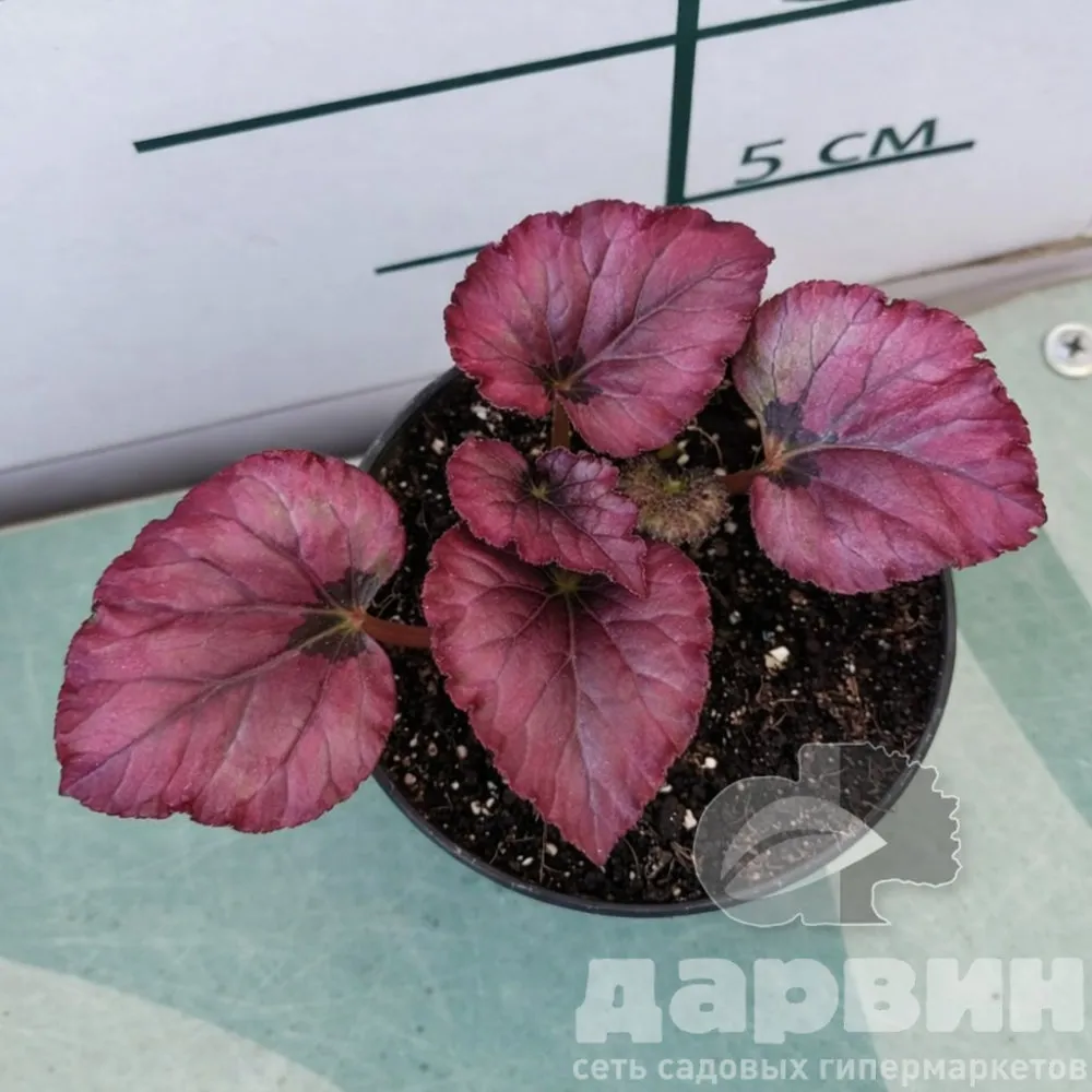 Бегония Редбулл (2)