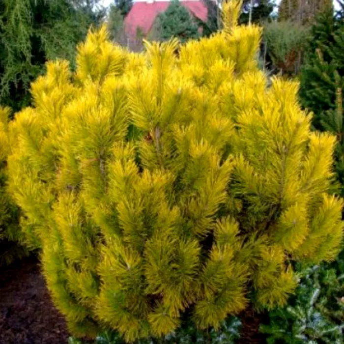 Растение сосна горная Голден глоу 30-40 ST 