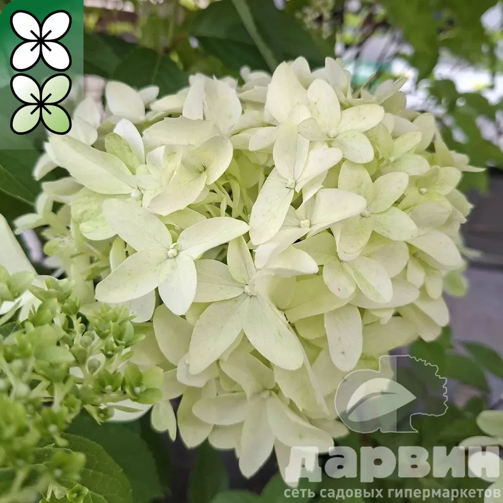 Гортензия метельчатая Гринспайр v3 Tim 