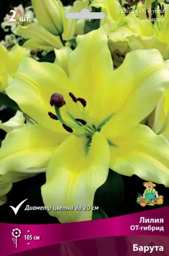 Луковица Лилия ОТ-гибрид Барута  2шт Поиск 