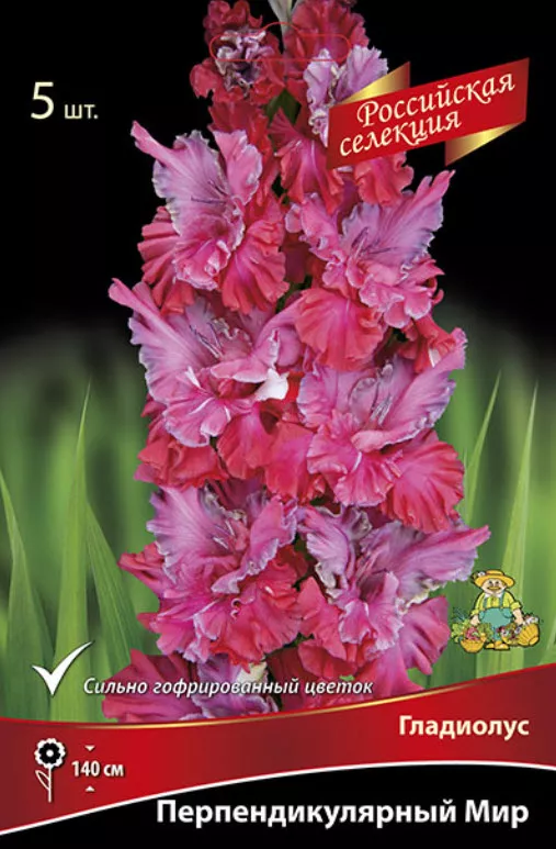 Луковица Гладиолус крупноцветковой Перпендикулярный мир 10/12 5шт. Поиск 