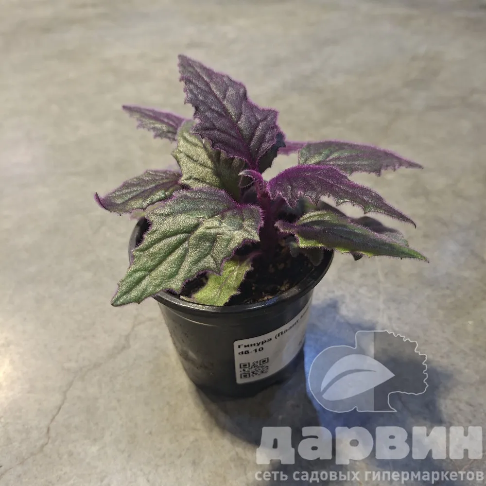 Гинура плант микс d8 10 ХР 