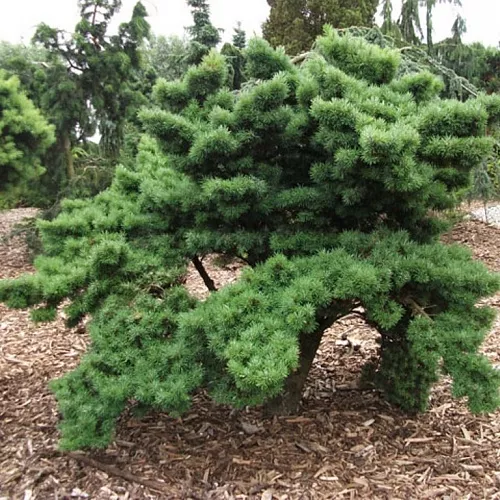 Псевдоцуга мензеса Литтл Джон 40 50 KG 2017 