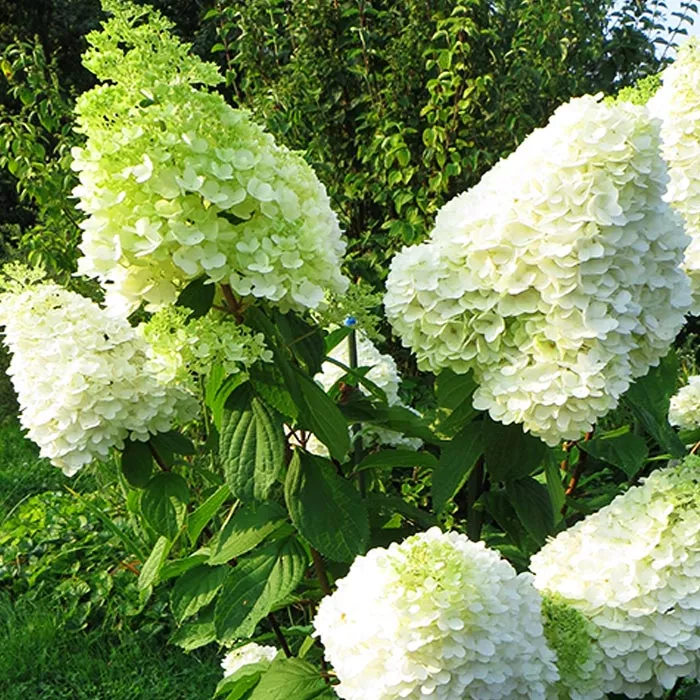 Гортензия метельчатая Кенделлайт C2 30-40 UL 