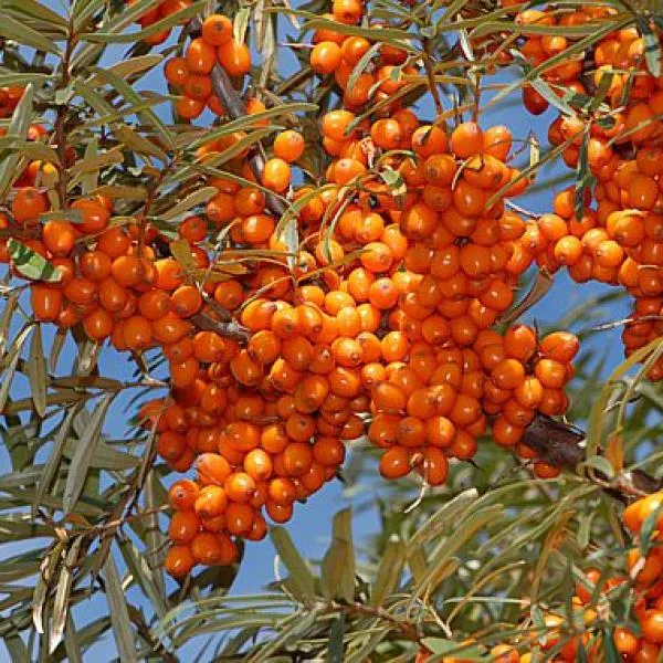 Облепиха Джемовая, 2-х летка 