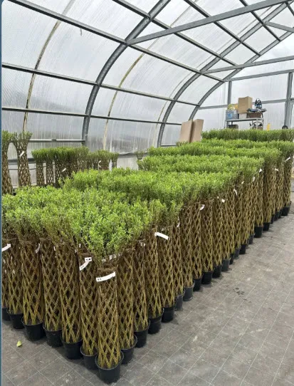 Ива Плетеное дерево высота 140 см 