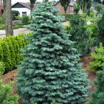 Растение пихта одноцветная Colorado Tanne 80 100 KG 2017 