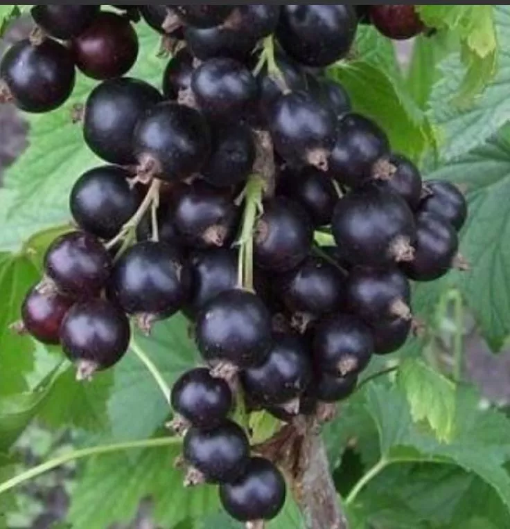 Смородина черная Зуша С5 20-40 ЦО 