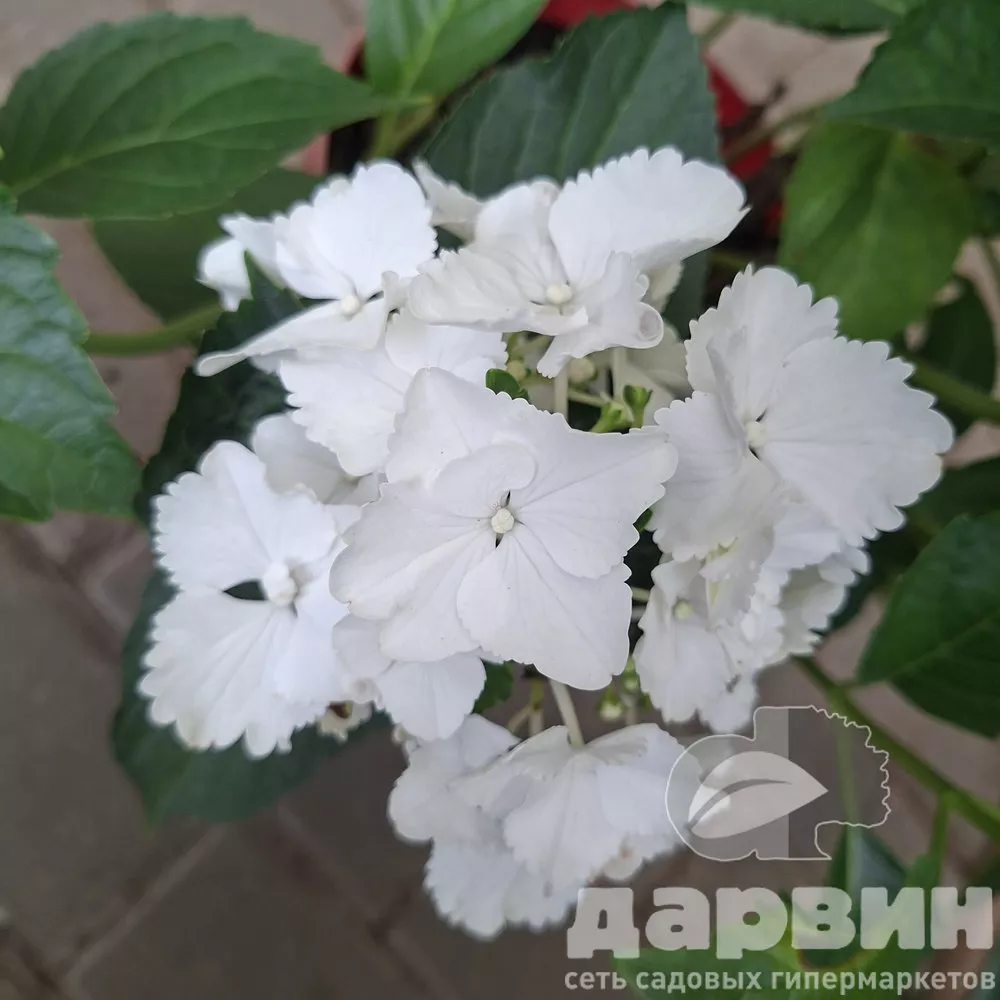 Гортензия крупнолистная Элеганс v5 Tim 