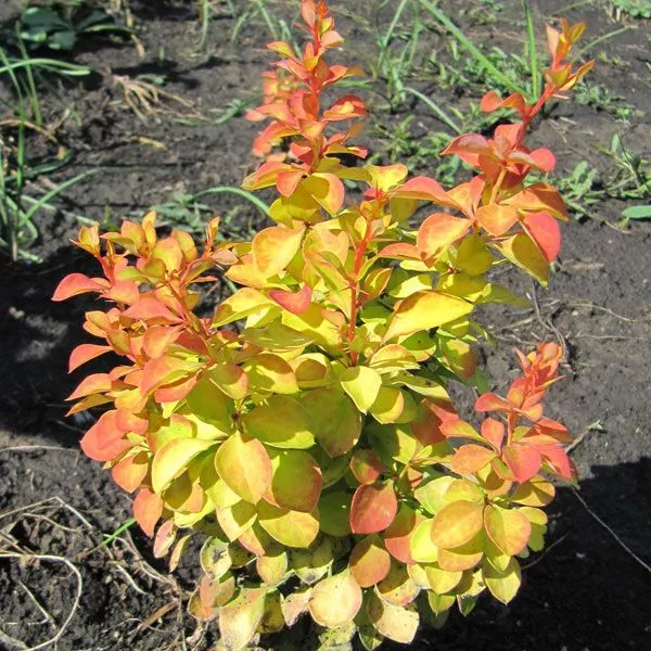 Барбарис тунберга Мария v15 h40-60 UL 