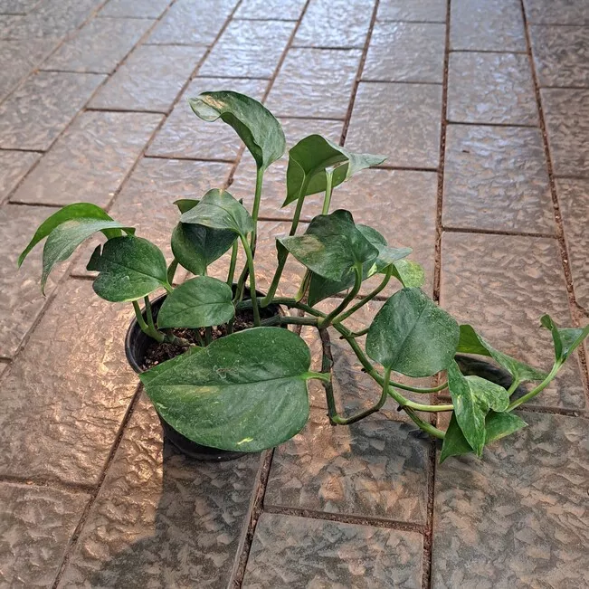 Эпипремнум d10 ЯР 