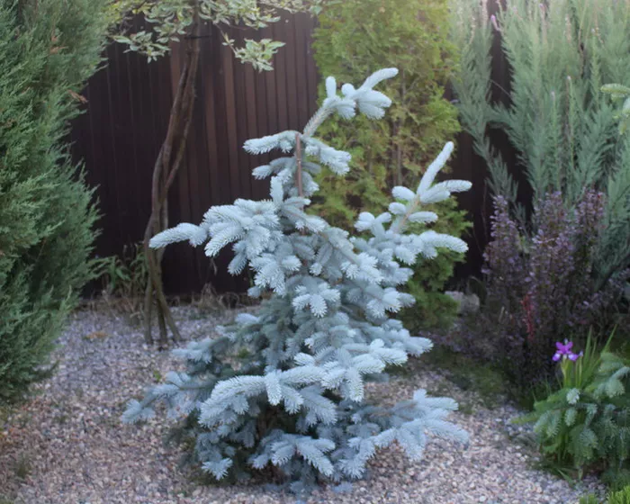 Ель колючая Зе Блюз v25 h50-60 