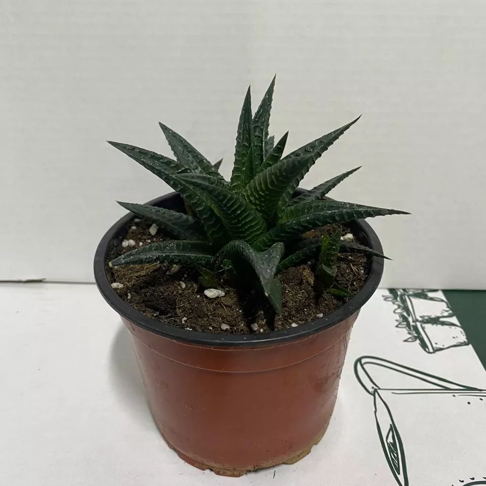 Хавортия d12 Tim 