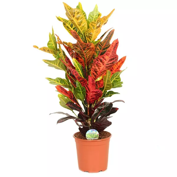 Кодиеум пестролистый Экселент d19 h70 