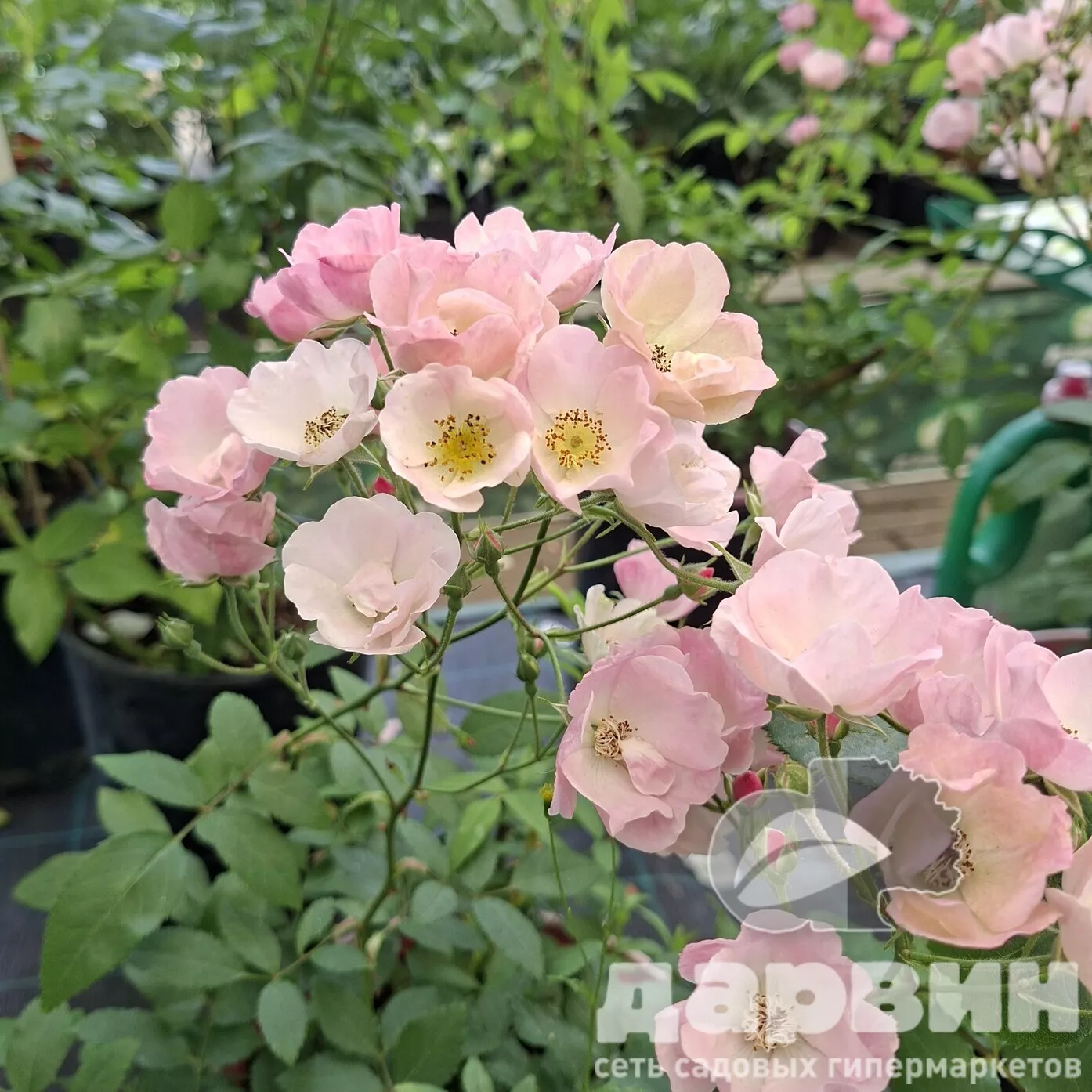 Роза гибрид мускусный Алден Бизен C7 YP 