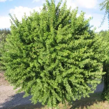Растение лиственница европейская Корник 30-40см Lt2 