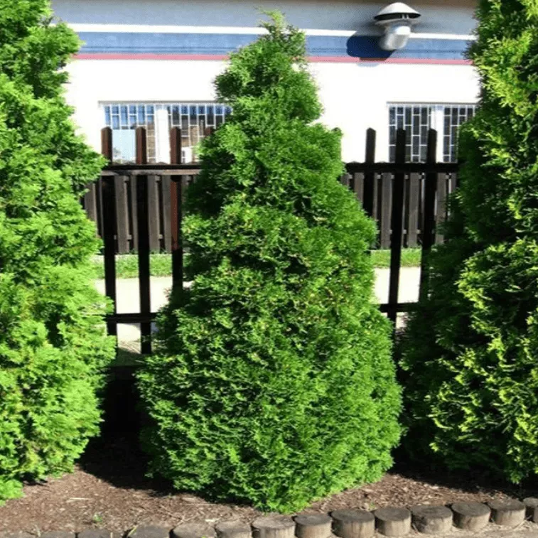 Туя западная Холмструп v5 Lav 