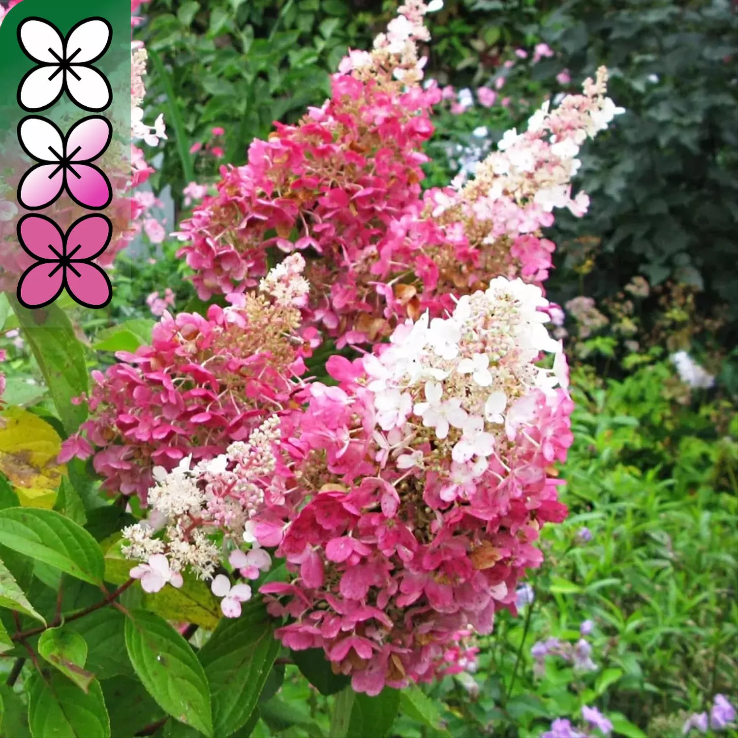 Гортензия метельчатая Пинки Винки v3 Lav 