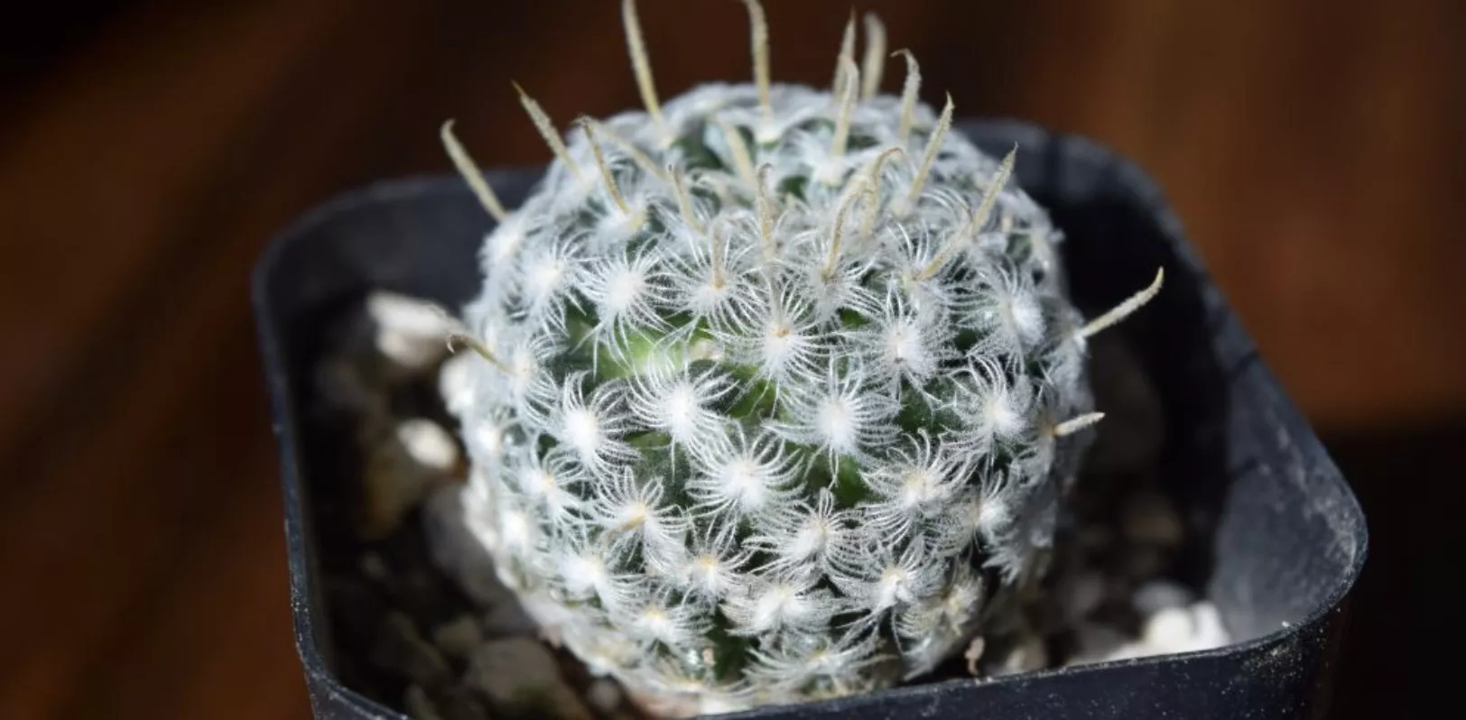 Маммилярия Дюве d7 h8 