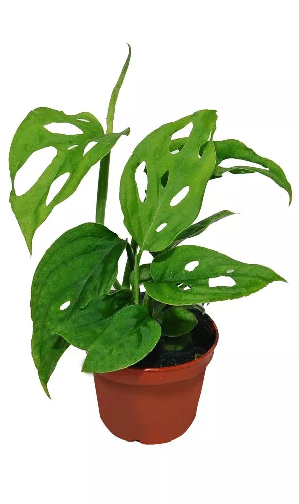 Монстера Адансони d12 h35 