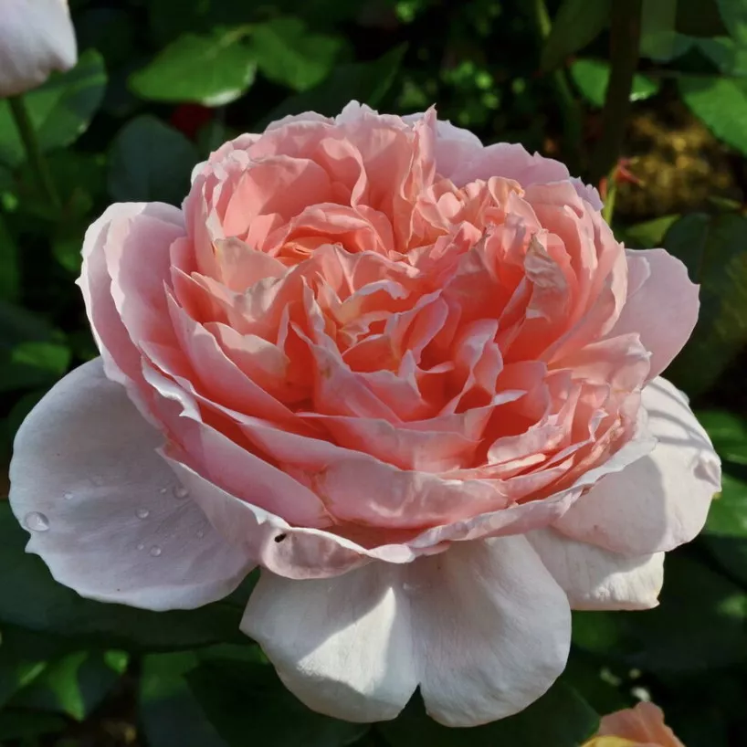 Роза чайно-гибридная Джейд v5 Lav 