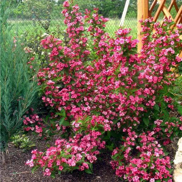 Вейгела гибридная Ева радке 60-100см 