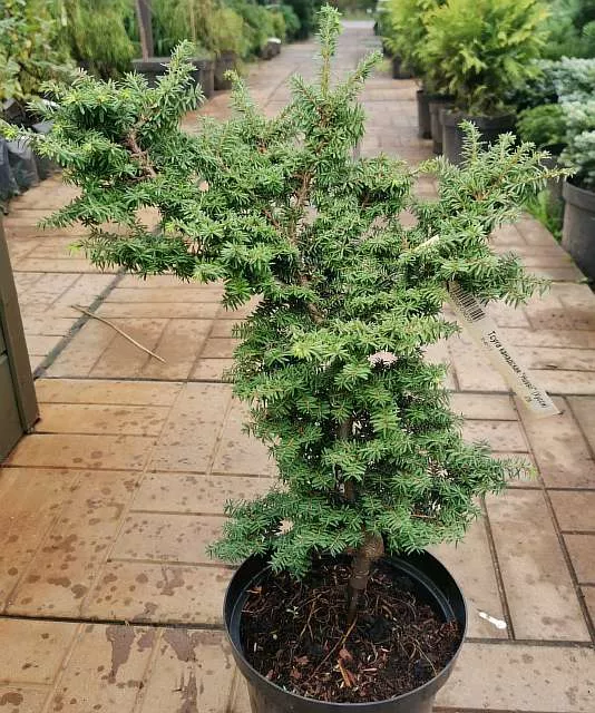 Тсуга канадская Хусси v10 40-50 Mt 