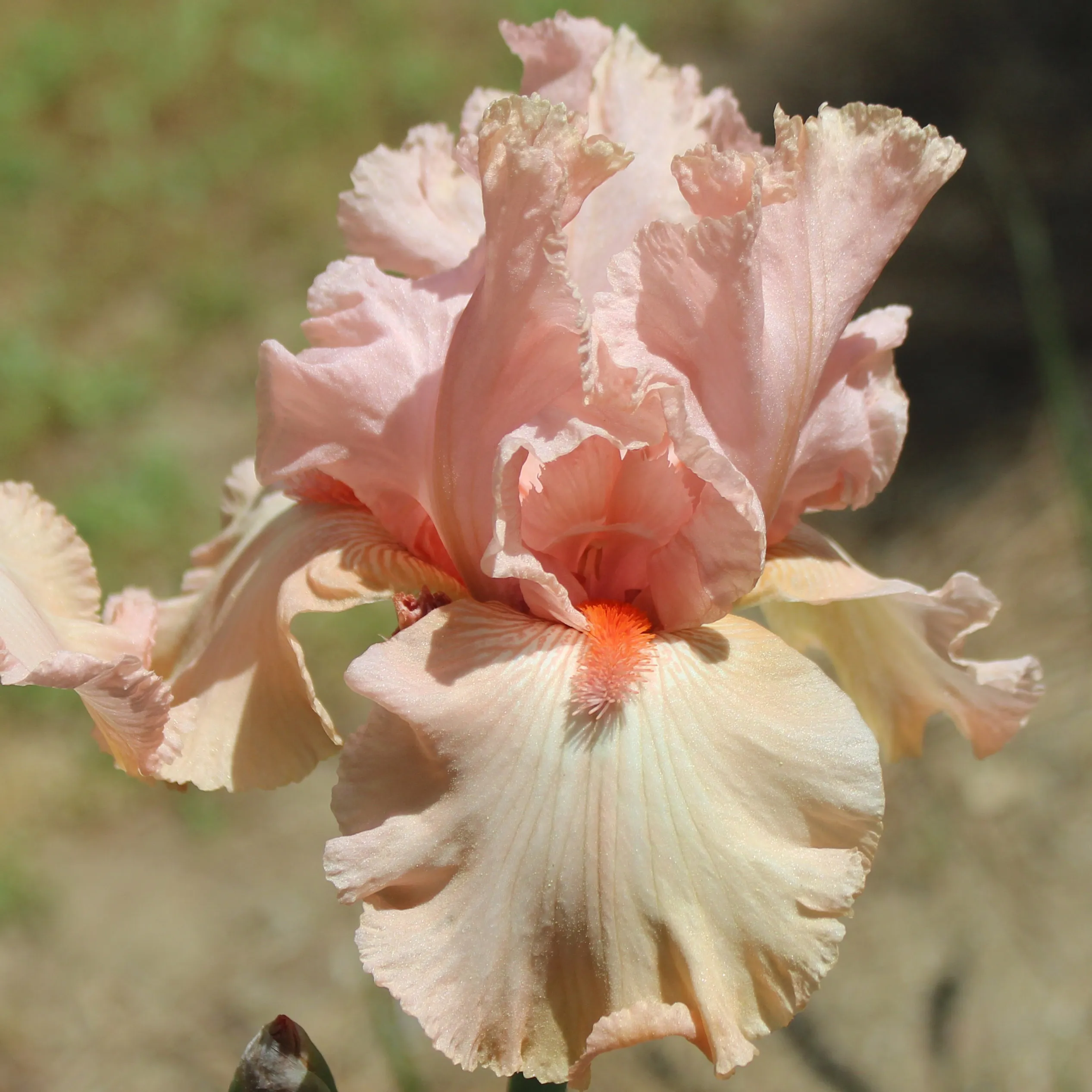 Корневище НВМ Ирис Германский Пинк Тафетте (I) 1шт 