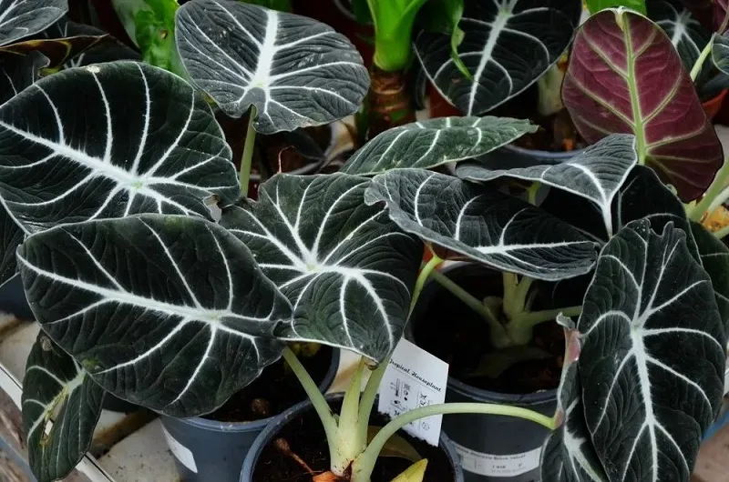 Отправьте комнатные цветы на зимовку 