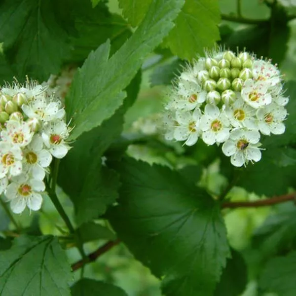 Пузыреплодник в асс с1,5 