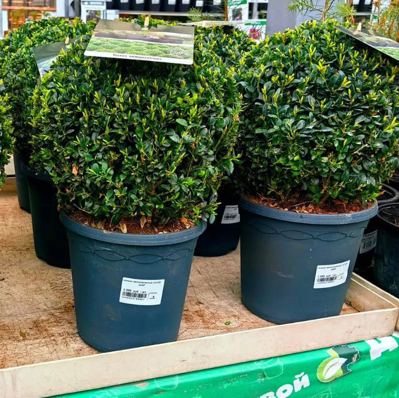 Самшит вечнозеленый v4 h25 ШАР 