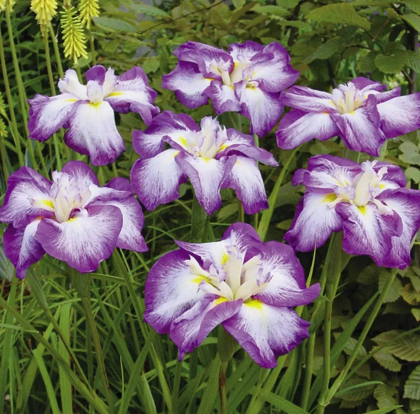 Корневище Ирис японский Арлекуинеск 1шт. Поиск 