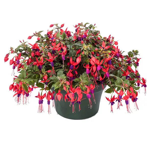 Фуксия ампельная Дарк Йеас красно-фиолетовая махровая D23 ПВ 