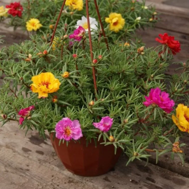 Портулак в кашпо d25 bix 