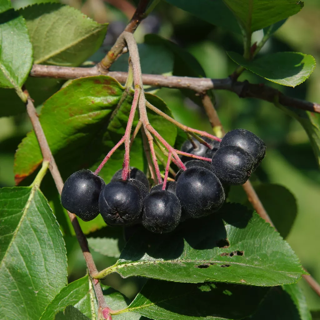 Арония черноплодная v5 40-50 Tim 