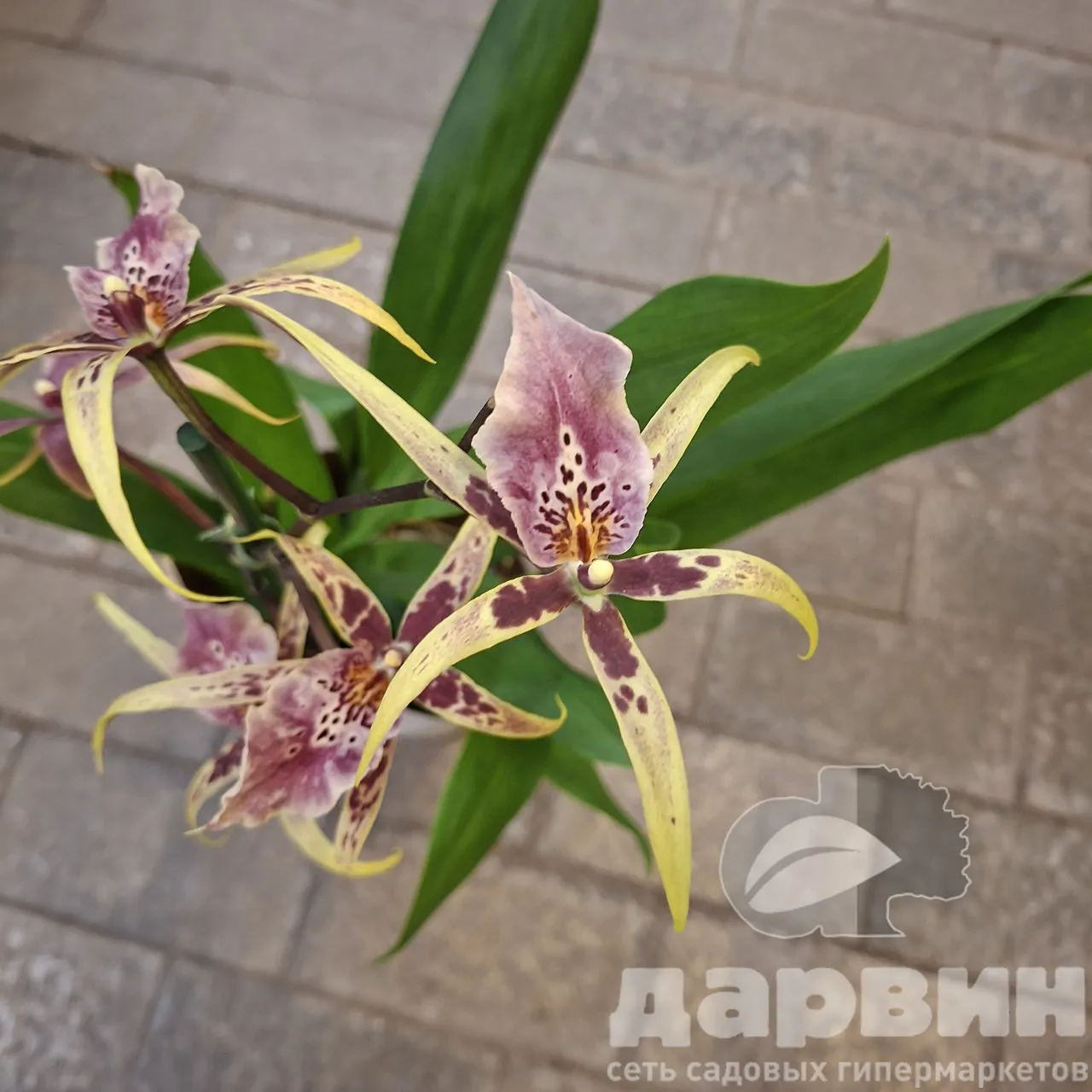 Брассия микс 1ст d12 