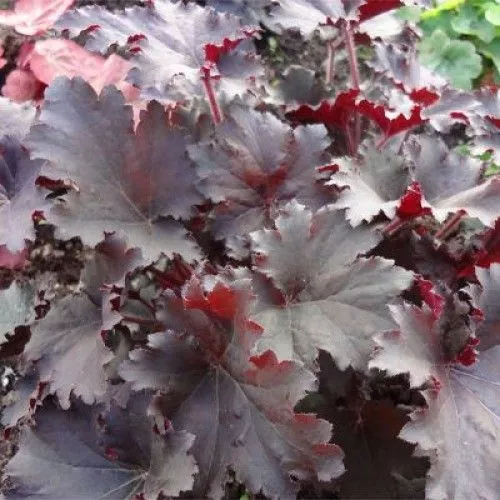 Гейхера гибридная Бинош, С2 ЦО 