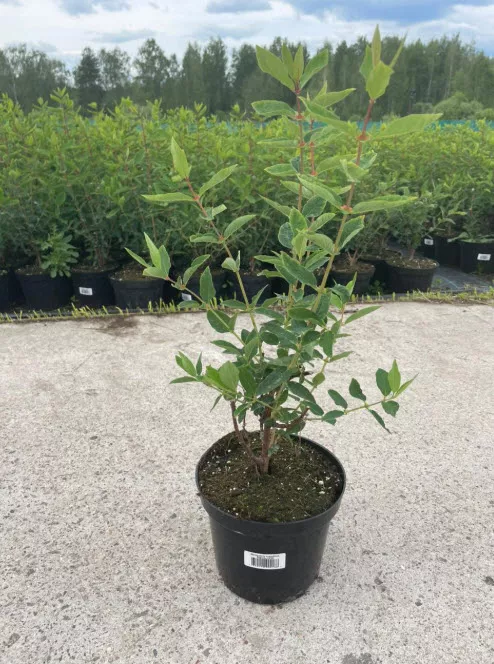 Жимолость съедобная Берель с2-с3  Nik 