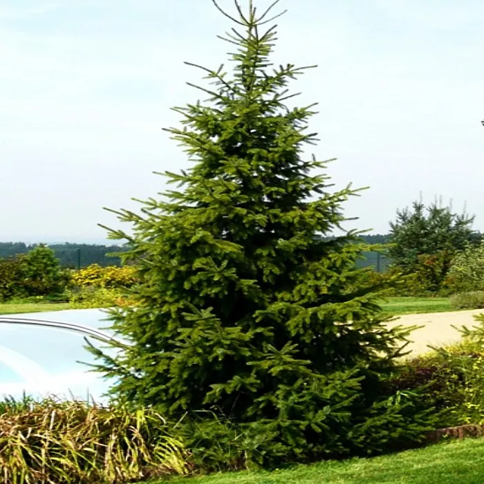 Растение ель сербская Берлин 60-80см Lt2 