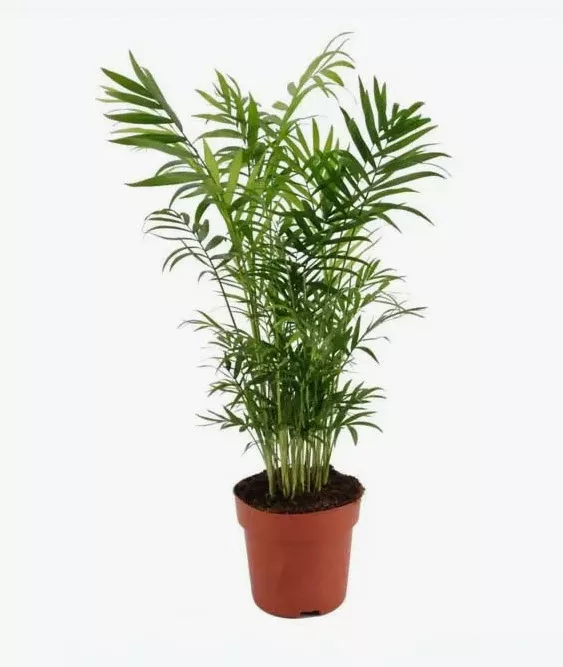Хамедорея элеганс d19 h80 