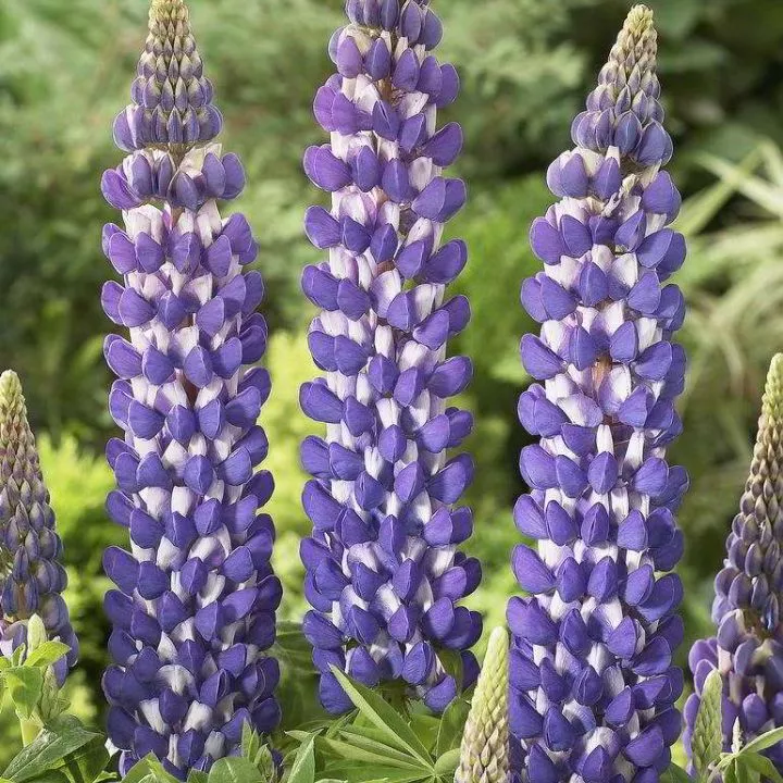 Корневище НВМ Люпин  Блю/вайт  2шт 