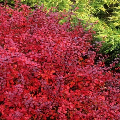 Барбарис тунберга Дартс ред леди Р19 h25 Tw 