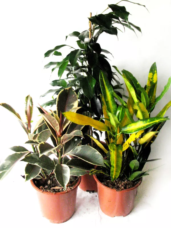 Плант микс d12 h30 